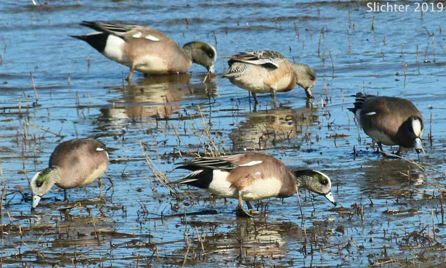 American Wigeon: Anas americana
