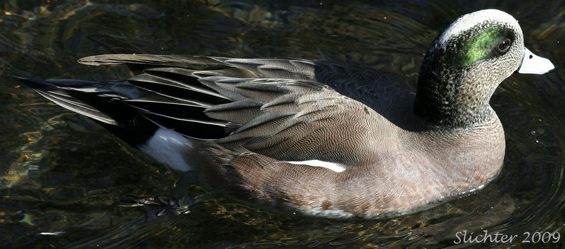 Male American Wigeon: Anas americana
