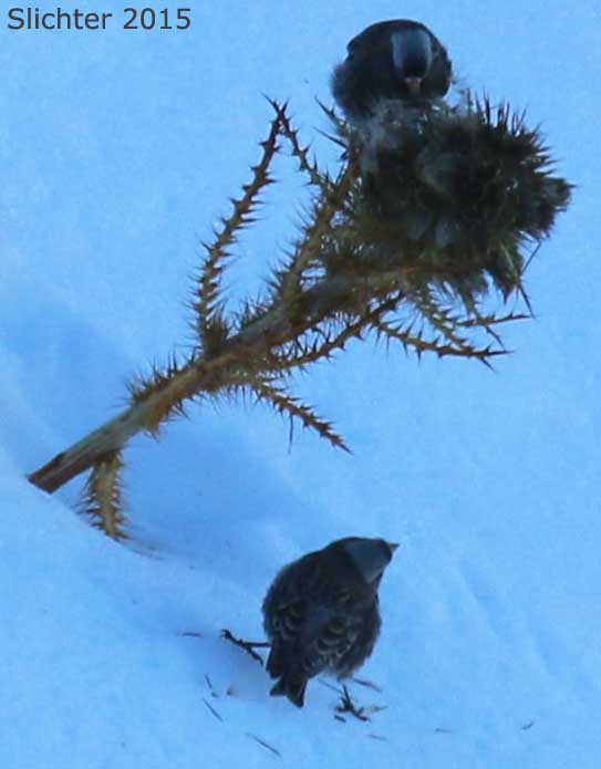 Black Rosy-finch: Leucosticte atrata