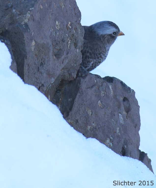 Black Rosy-finch: Leucosticte atrata