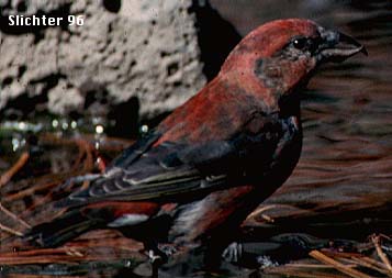 Red Crossbill: Loxia curvirostra