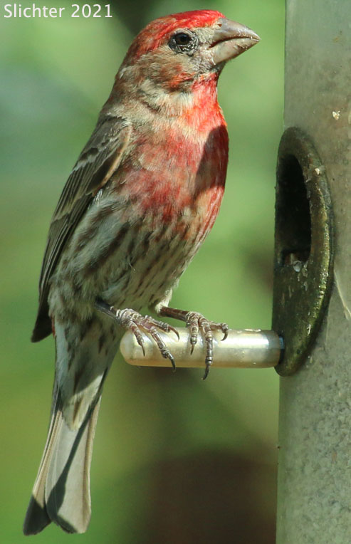 Male House Finch: Carpodacus mexicanus