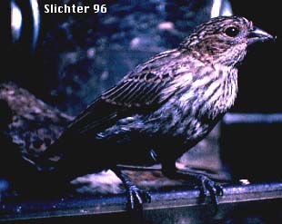 Female House Finch: Carpodacus mexicanus