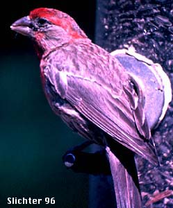 Male House Finch: Carpodacus mexicanus
