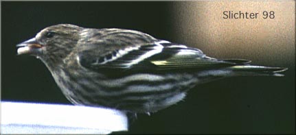 Pine Siskin: Spinus pinus