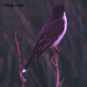 Eastern Kingbird: Tyrannus tyrannus