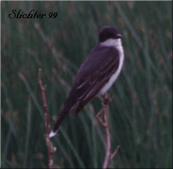 Eastern Kingbird: Tyrannus tyrannus