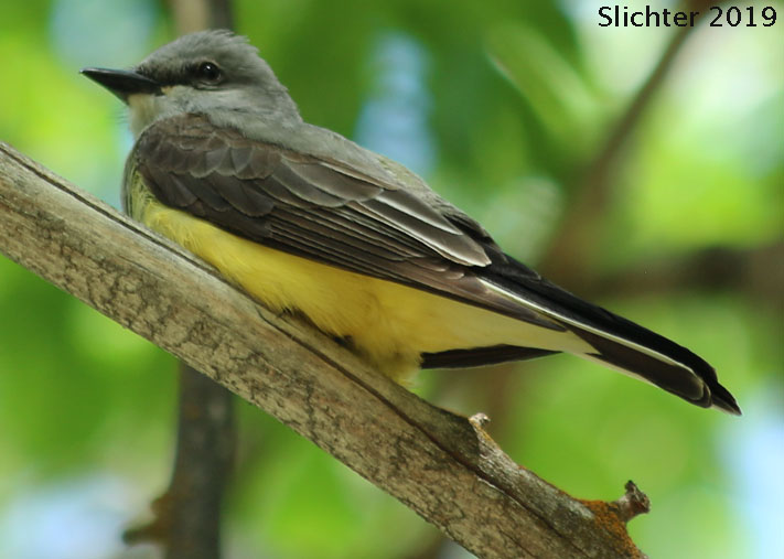 Western Kingbird: Tyrannus verticalis