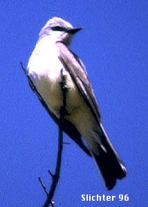 Western Kingbird: Tyrannus verticalis