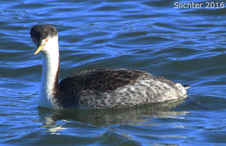 Western Grebe: Aechmophorus occidentalis