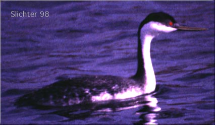 Western Grebe: Aechmophorus occidentalis