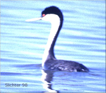 Western Grebe: Aechmophorus occidentalis