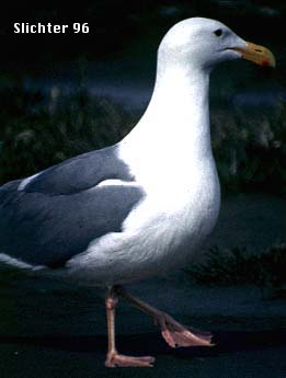 Herring Gull: Larus argentatus