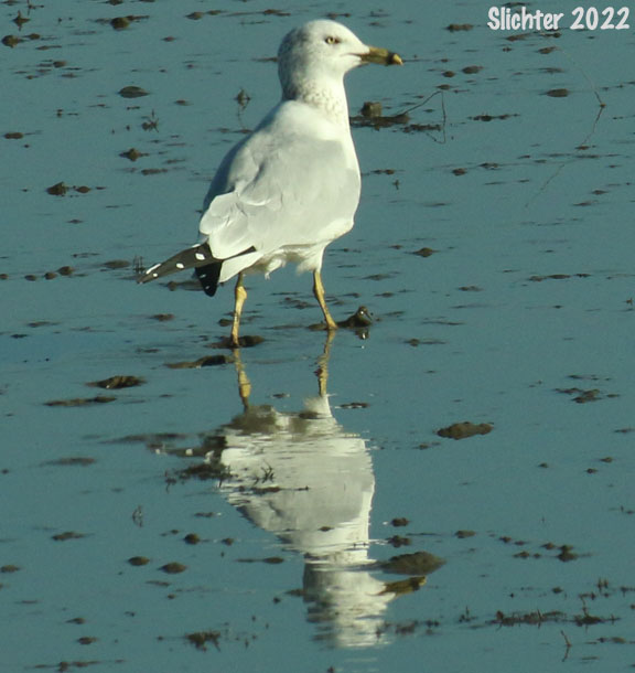 Ring-billed Gull: Larus delawarensis