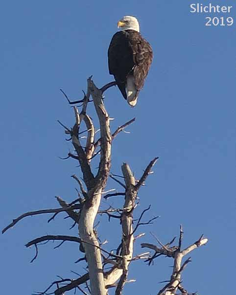 Bald Eagle: Haliaeetus leucocephalus