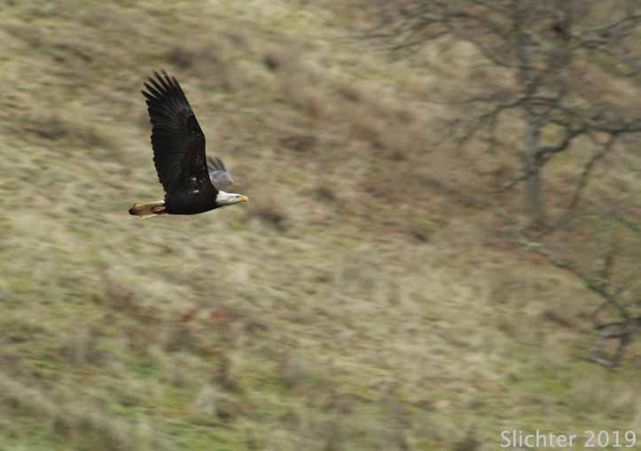 Bald Eagle: Haliaeetus leucocephalus