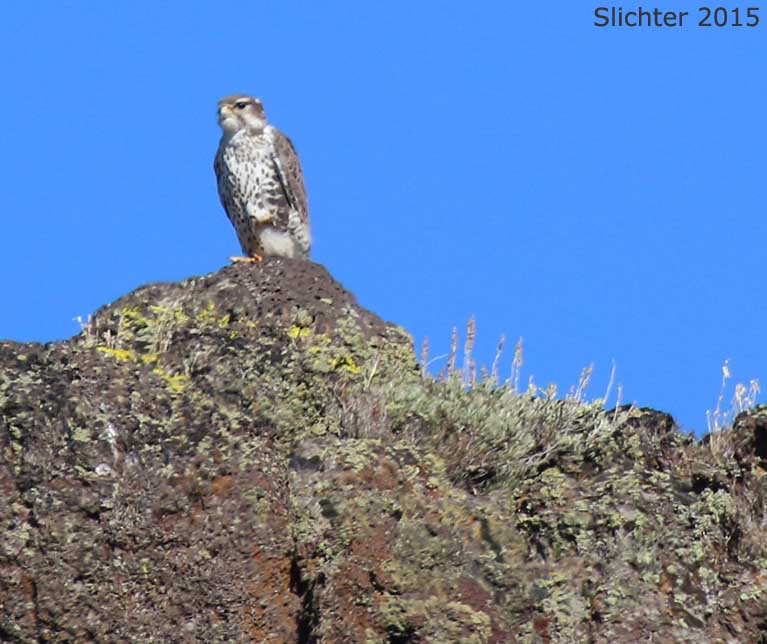 Prairie Falcon: Falco mexicanus