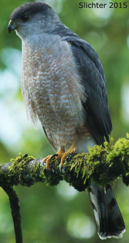 Cooper's Hawk: Accipiter cooperii