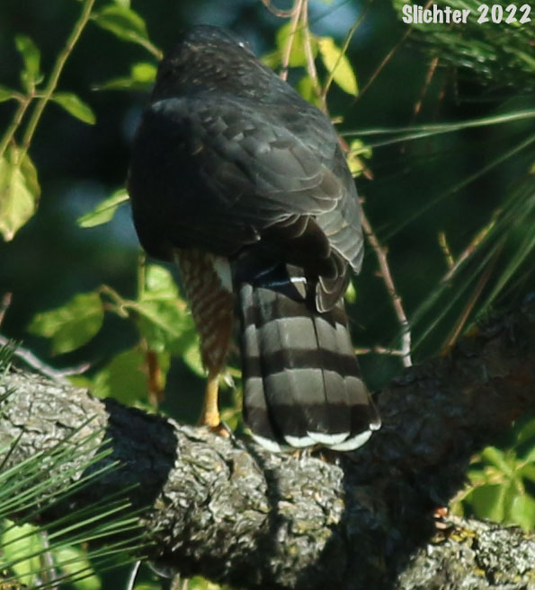Cooper's Hawk: Accipiter cooperii