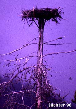 Osprey: Pandion haliaetus