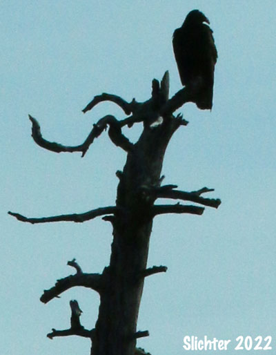 Turkey Vulture: Cathartes aura