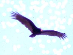 Turkey Vulture: Cathartes aura