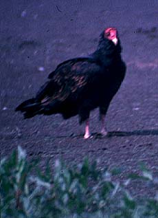 Turkey Vulture: Cathartes aura