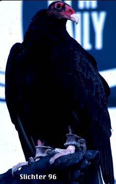 Turkey Vulture: Cathartes aura