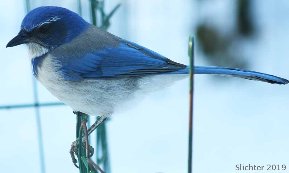 Western Scrub Jay: Aphelocoma californica