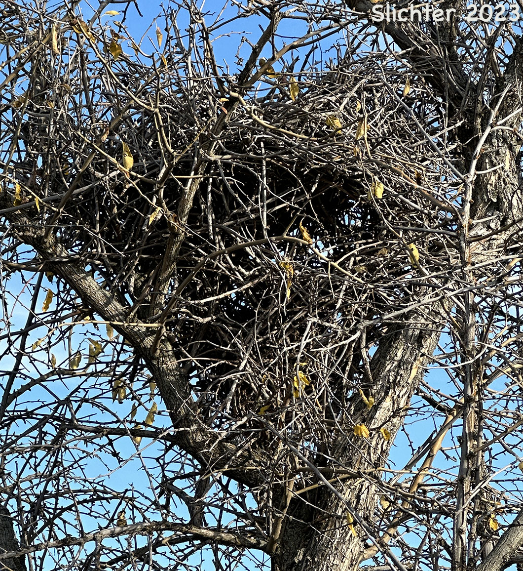 Nest of Black-billed Magpie: Pica hudsonia