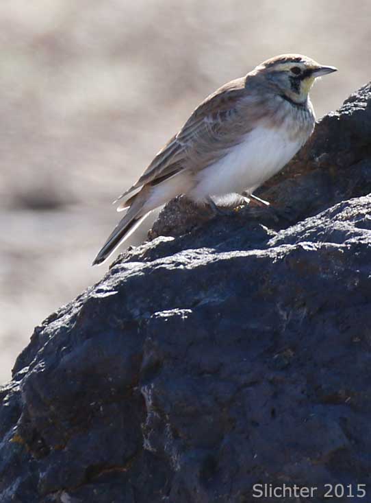 Horned Lark: Eremophila alpestris