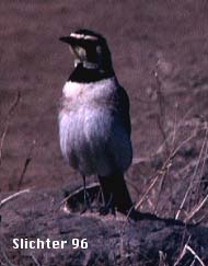 Horned Lark: Eremophila alpestris