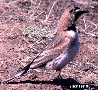 Horned Lark: Eremophila alpestris