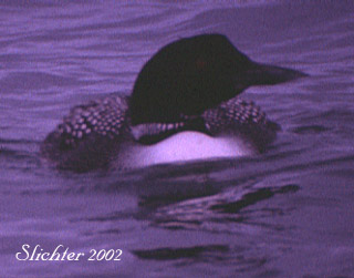 Common Loon: Gavia immer