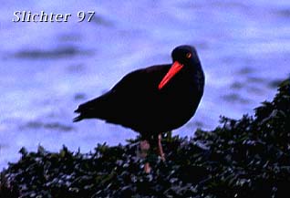 American Black Oystercatcher: Haematopus bachmani