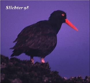 American Black Oystercatcher: Haematopus bachmani