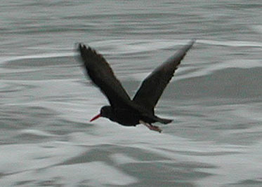 American Black Oystercatcher: Haematopus bachmani