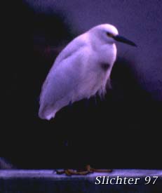Snowy Egret: Egretta thula