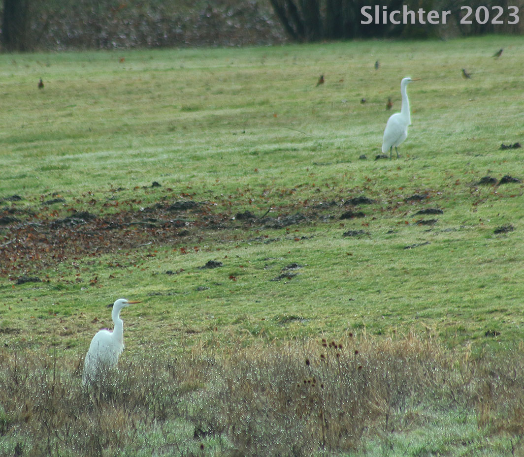 Common Egret, Great Egret: Ardea alba