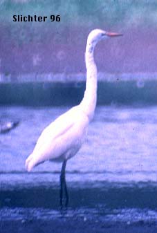 Common Egret, Great Egret: Ardea alba