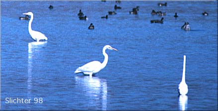 Common Egret, Great Egret: Ardea alba