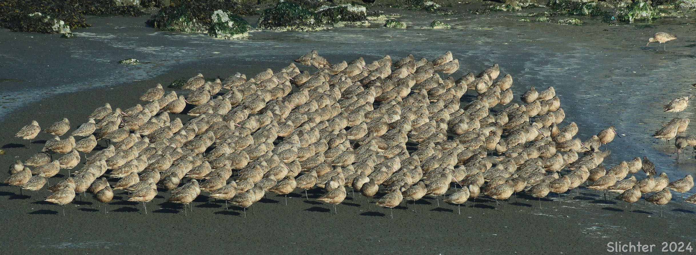 Marbled Godwit: Limosa fedoa