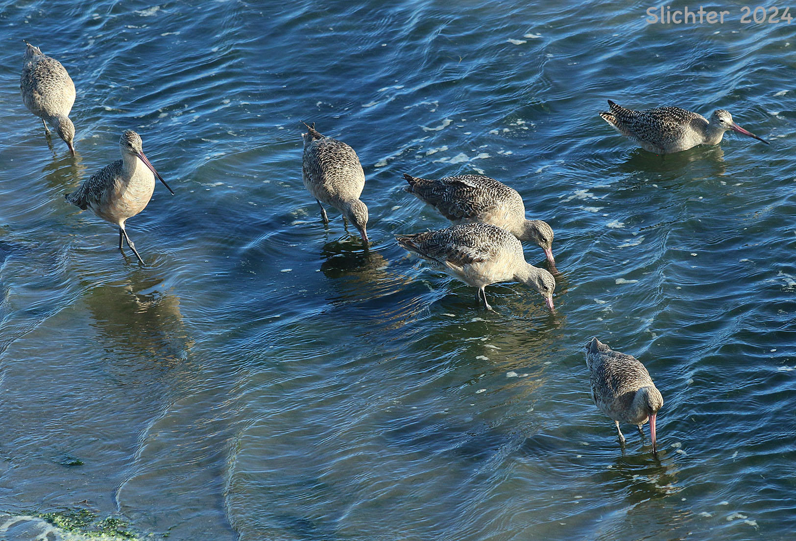 Marbled Godwit: Limosa fedoa