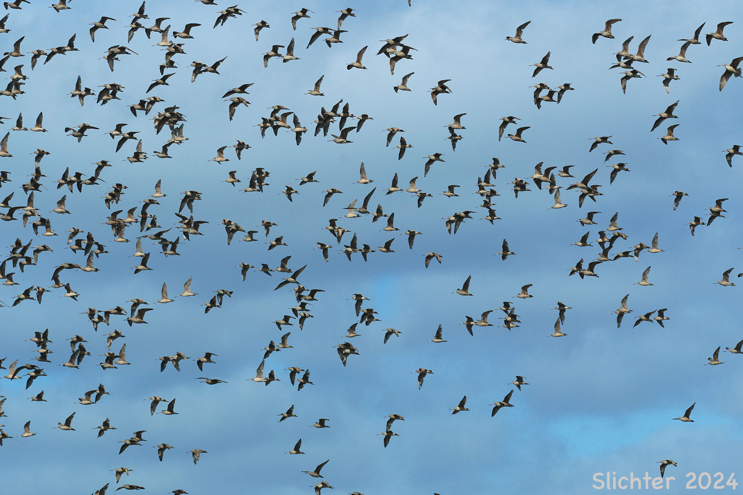 Marbled Godwit: Limosa fedoa