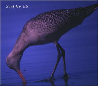 Marbled Godwit: Limosa fedoa