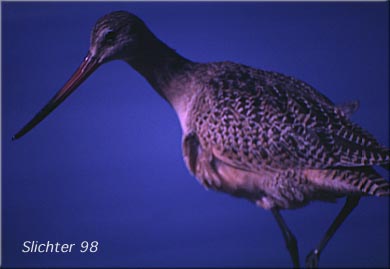 Marbled Godwit: Limosa fedoa