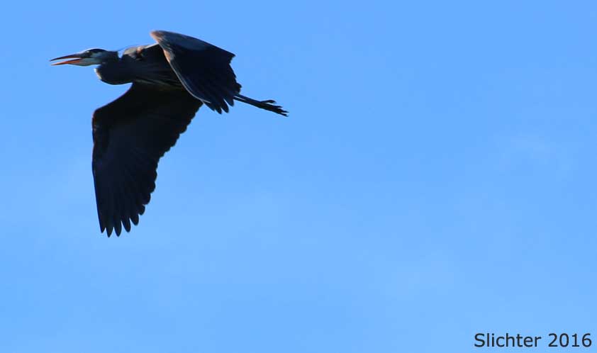 Great Blue Heron: Ardea herodias