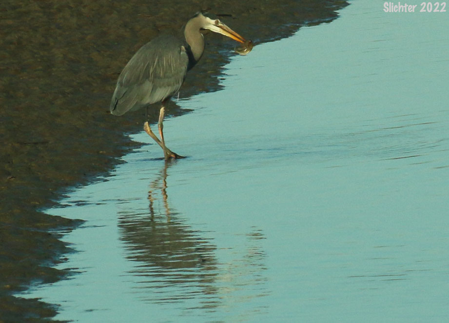 Great Blue Heron: Ardea herodias