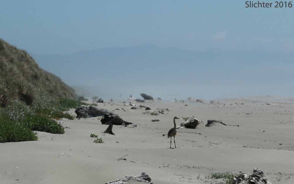 Great Blue Heron: Ardea herodias