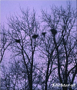 Great Blue Heron: Ardea herodias